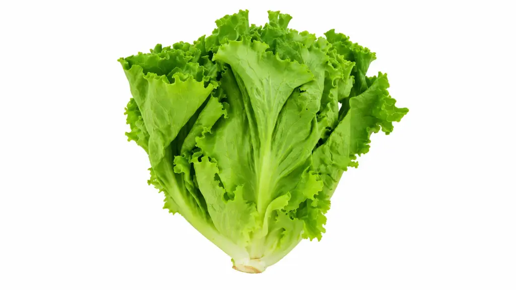 Fresh Lettuce 500g