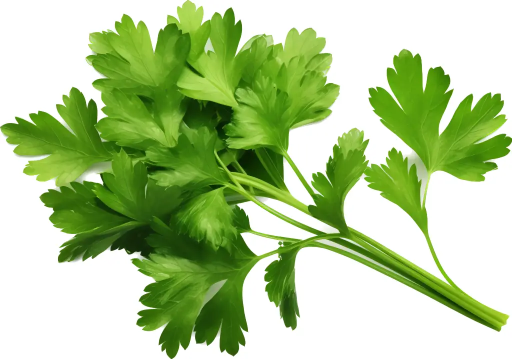 Fresh Parsley Per Kilo